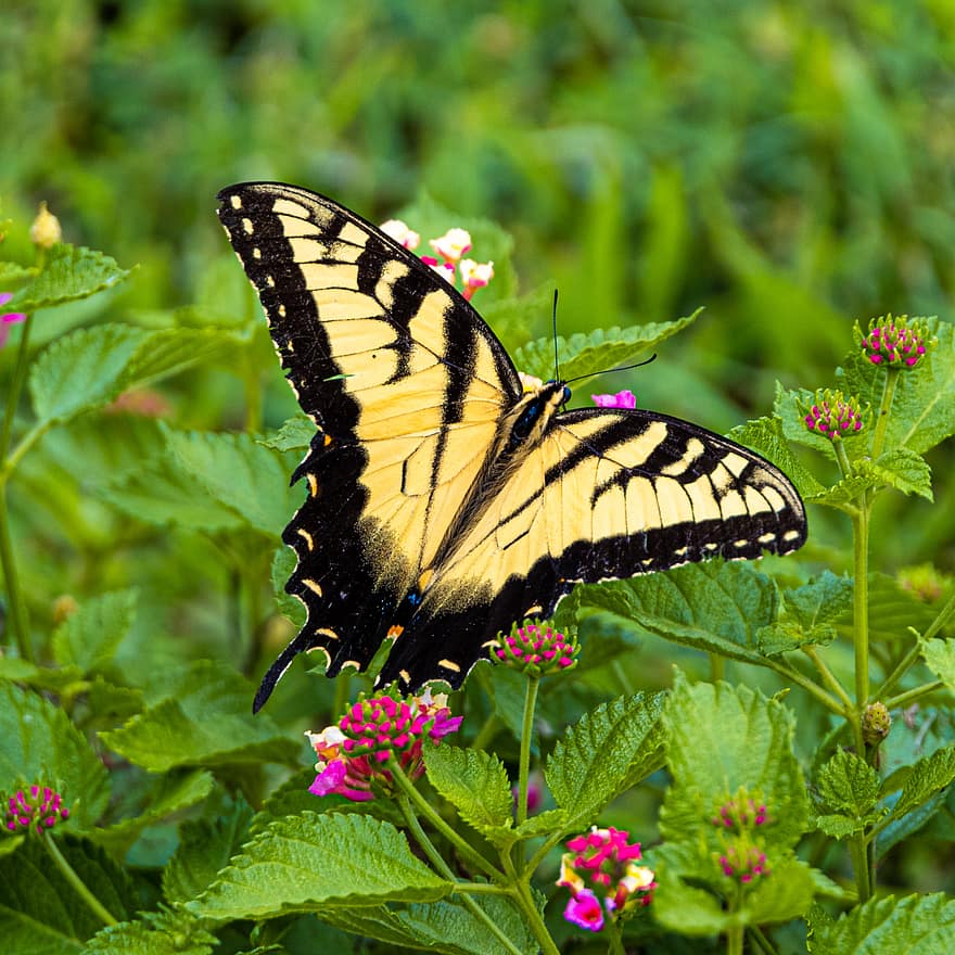 나비, 곤충, 정원, 여름, 세부 묘사, 날개, 자연, 야생, 집 밖의, 야생 생물, 닫다