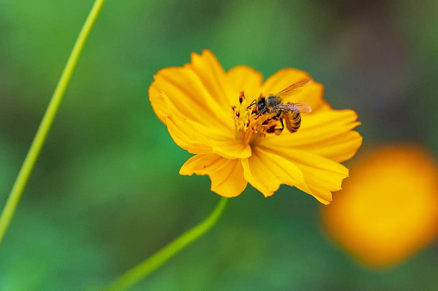 Bee, Cosmos, Pollination, Garden Cosmos, Yellow Flowers, Flower, Garden, Nature, Macro, yellow, close-up