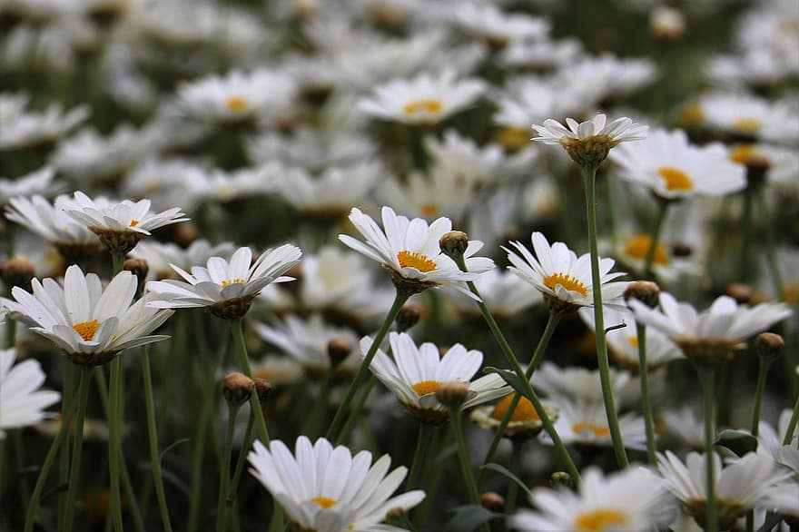 daisy, blommor, vita blommor, vild, blomstrande blommor, blomma, flora, växter, natur, vår, äng