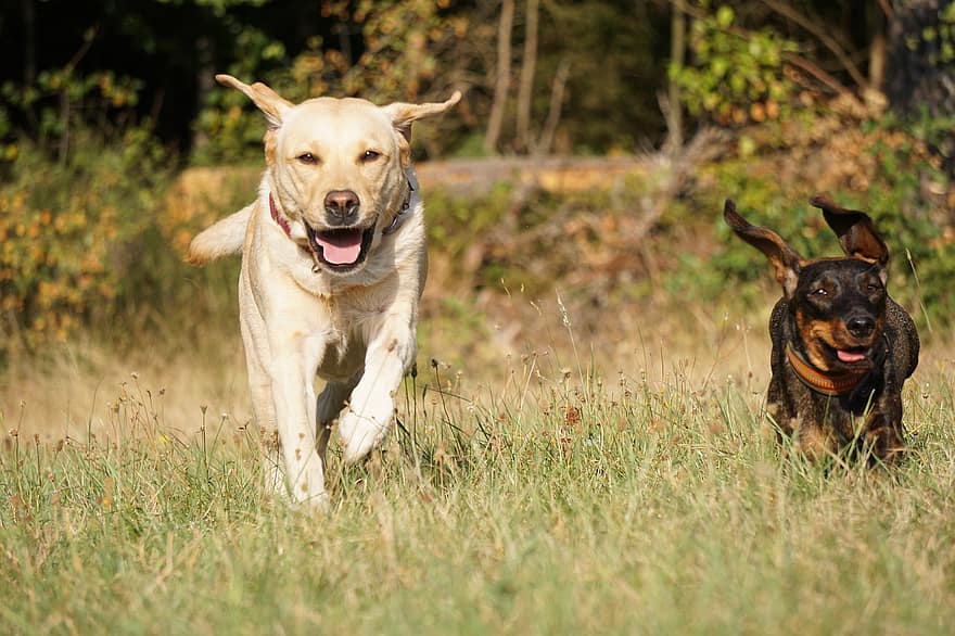 cachorros, dachshund, labrador, labrador retriever, cães correndo, pets