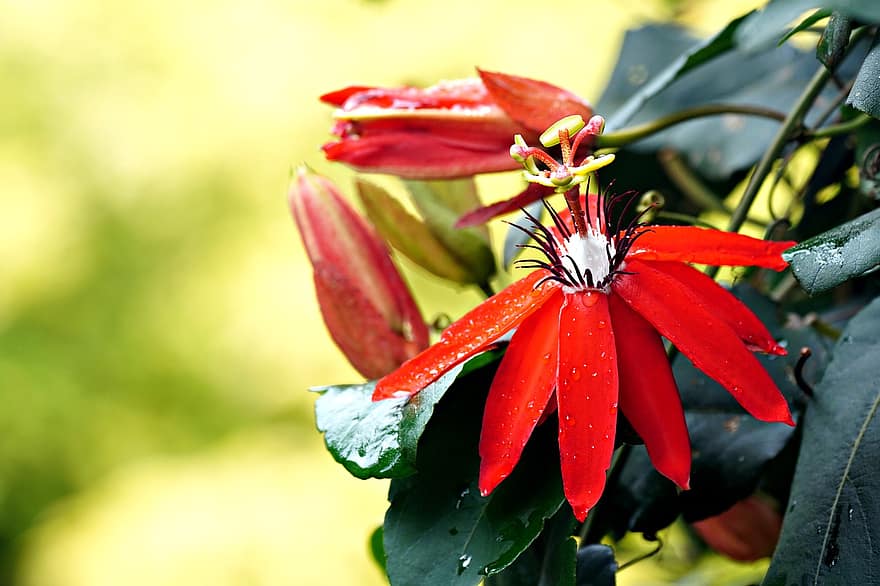 Passiflora, Flower, Flora, Nature, plant, leaf, close-up, summer, petal, flower head, green color