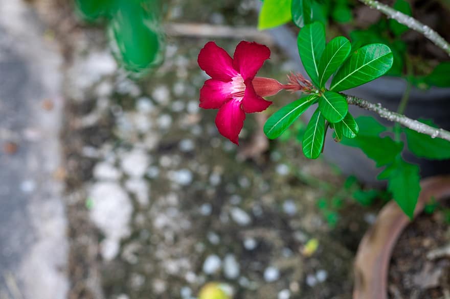 Plant, Thailand, The Pink Flowers, Nature, Pink, Flora, Shrub, Flowers, Bright, Garden, Blade