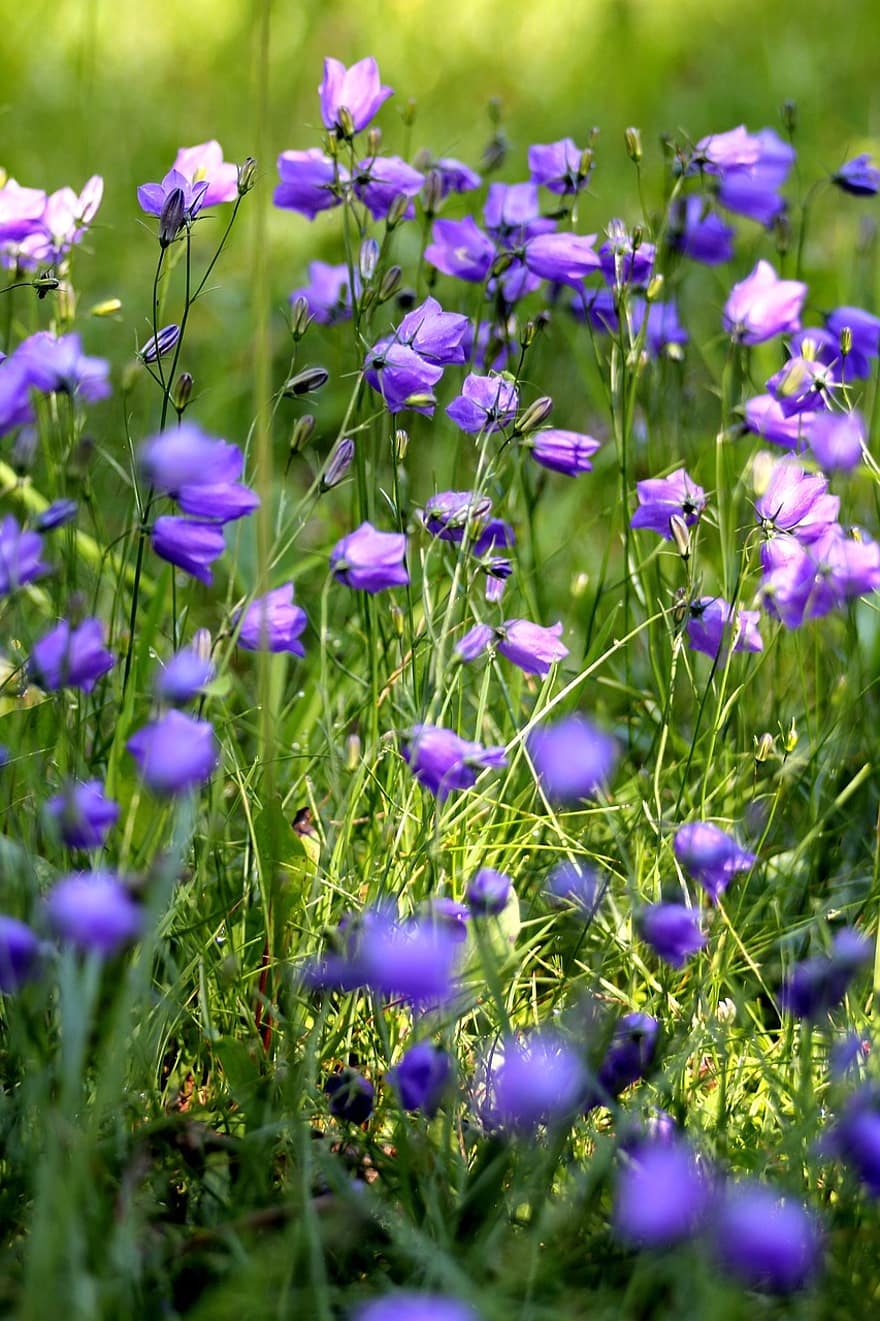 campanula, naturalesa, bellflower, blau, flors, estiu