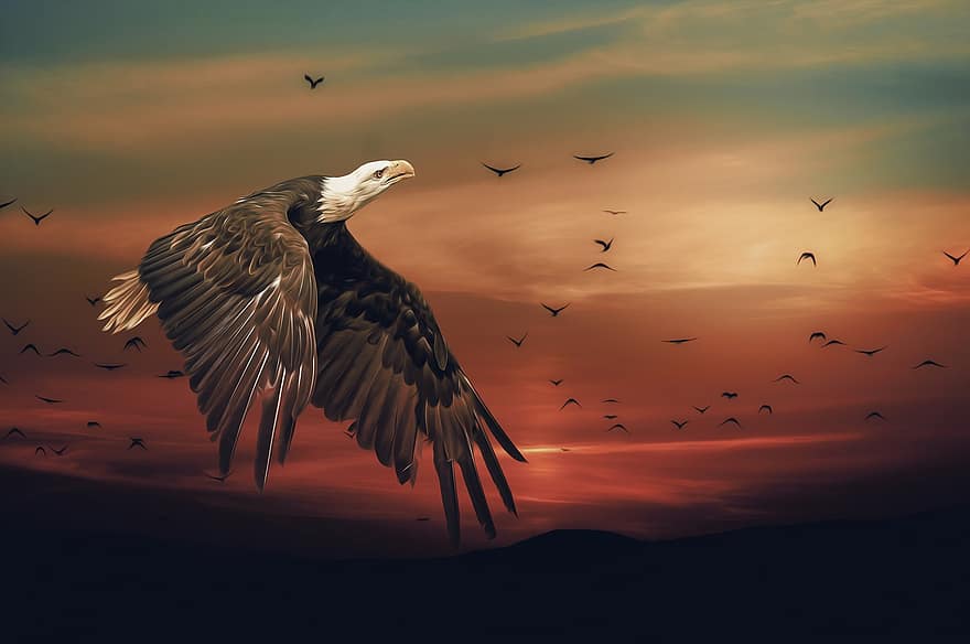 орел, птах, хижак, захід сонця, летить, тварини в дикій природі, хижий птах, сутінки, фони, дзьоб, чайка