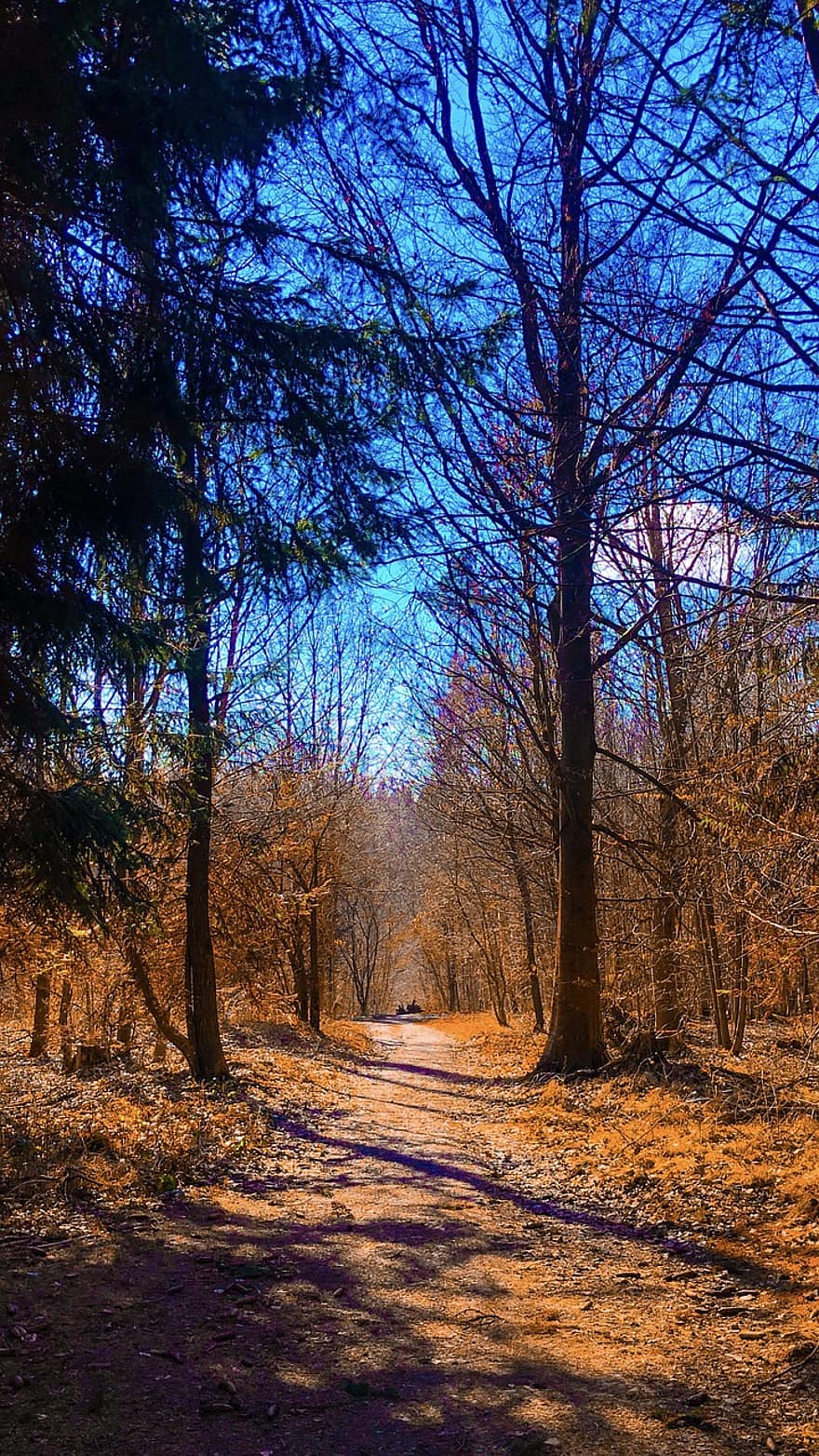Path, Forest, Fall, Trail, Autumn, Trees, Road, Dirt Road, Woods, Nature, tree
