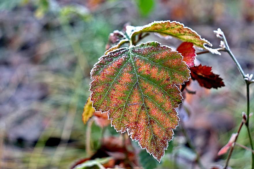frunze, ramură, îngheţ, îngheţat, rece, gheaţă, iarnă, cristale de gheață, cristalizare, culoarea toamnei, frunziş