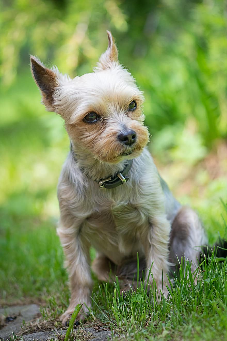 Yorkshire Terrier, petit, mini, chien, animal domestique, chien de race, jardin, en plein air, mignonne, animaux domestiques, chiot