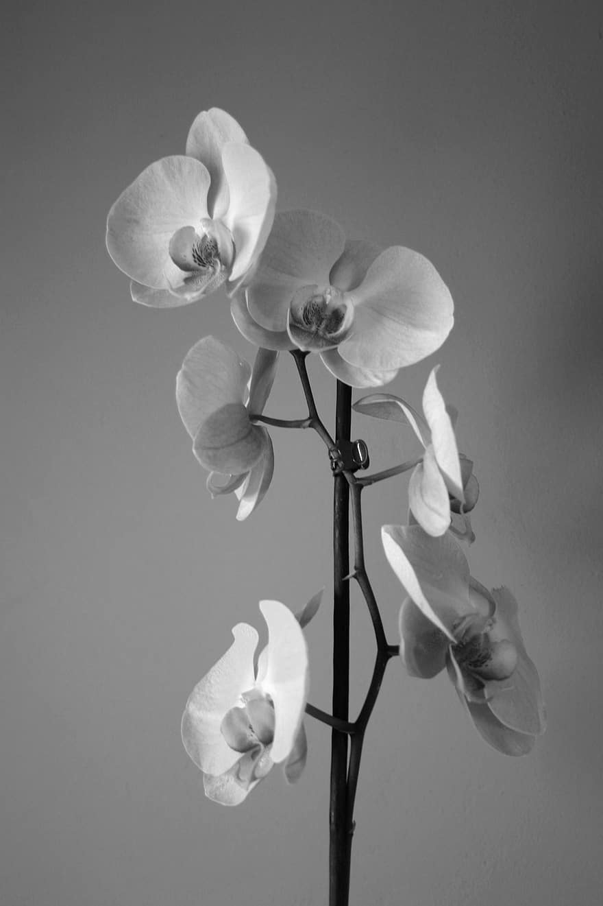 orchidej, květiny, rostlina, černobílý, okvětní lístky, květ, detail, okvětní lístek, květu hlavy, list, větev