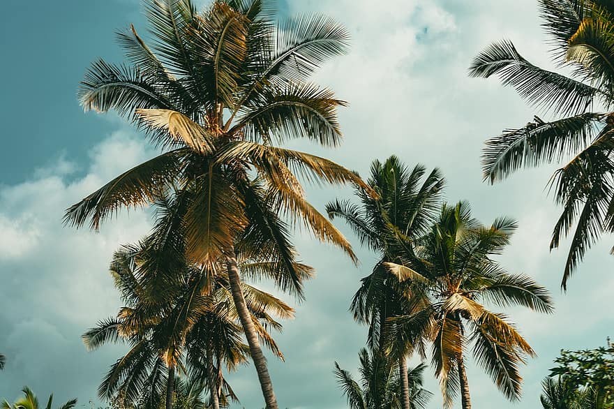 Domingo de palma, cielo azul, árbol de coco, Coco, hojas, alto, vegetación, planta, natural, nubes, flor