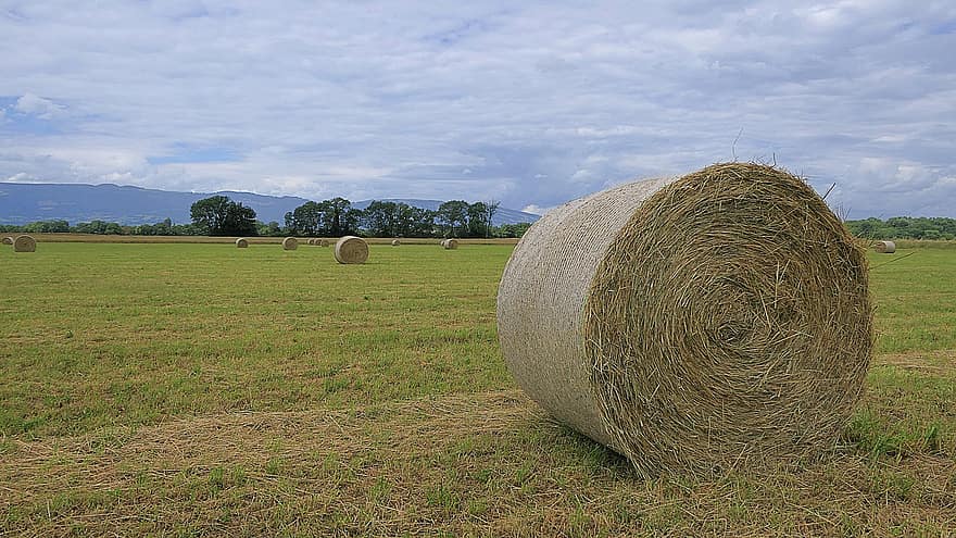 Field, Wheel, Hay, Roller, Harvest, Straw, Agriculture, Nature, Landscape, Close Up