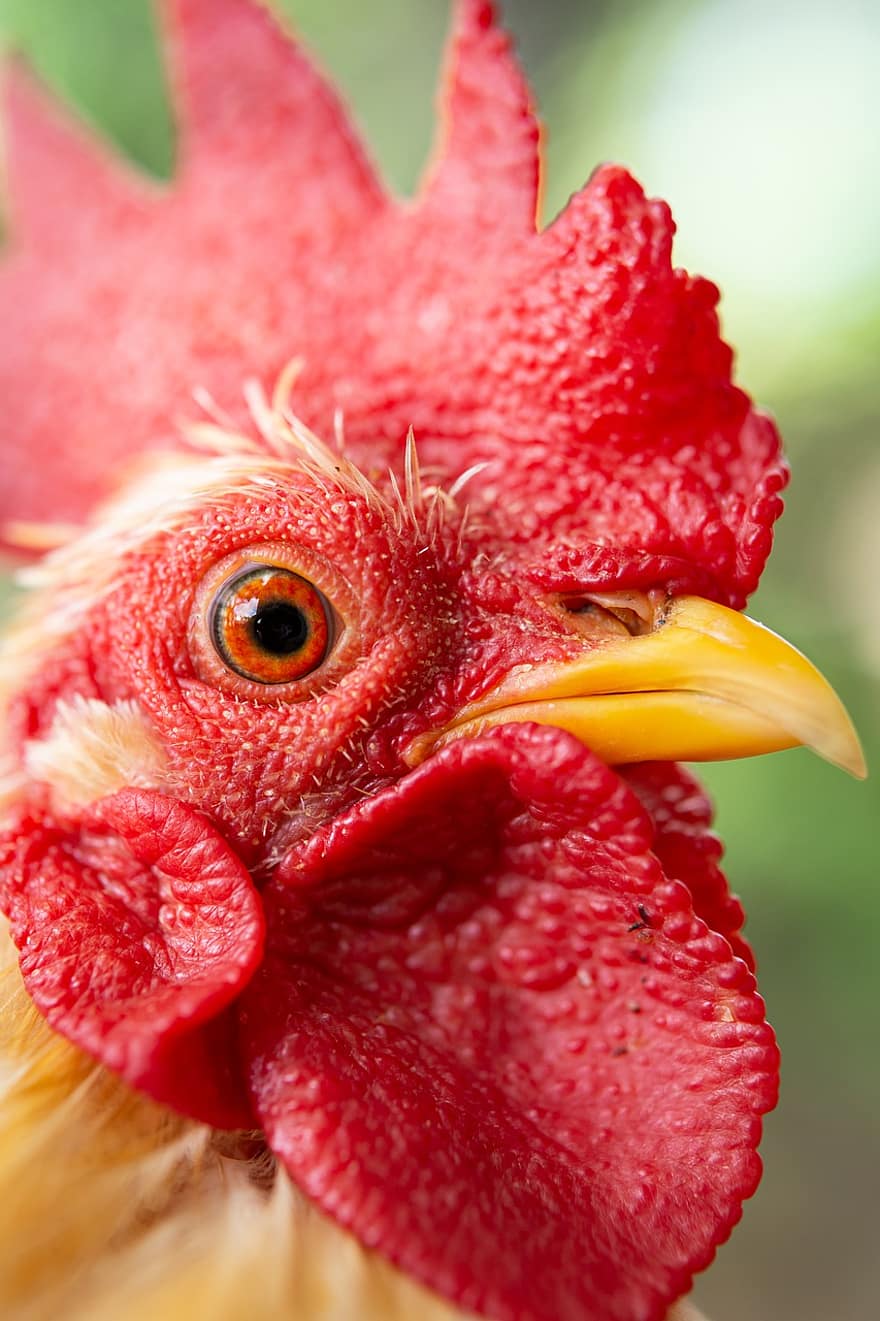 Rooster, Cock, Chicken, Animal, Beak