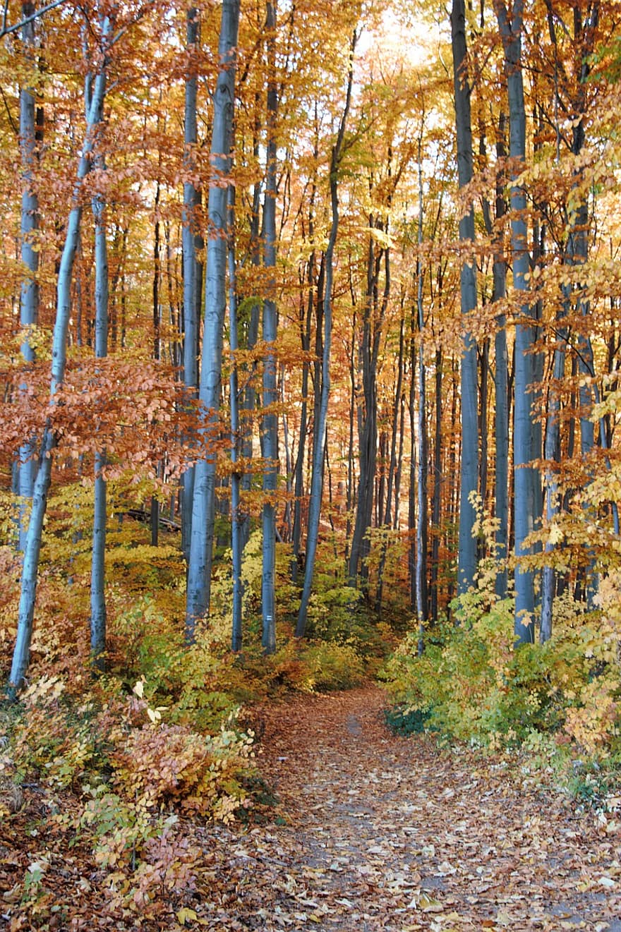 Bäume, Natur, Wald, draußen, Herbst, Buchenwald, fallen
