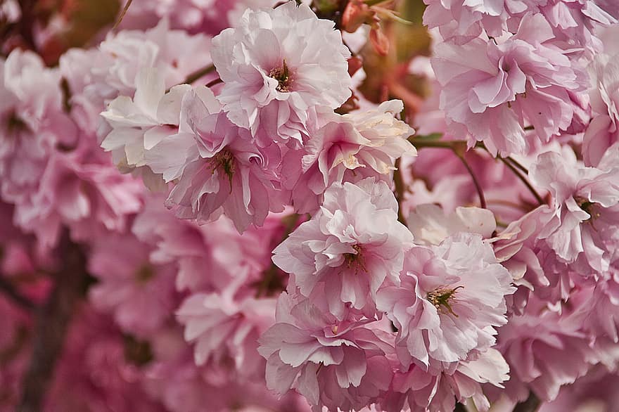 třešňové květy, sakura, růžové květy, květiny, zblízka, jaro, detail, květ, růžová barva, rostlina, letní