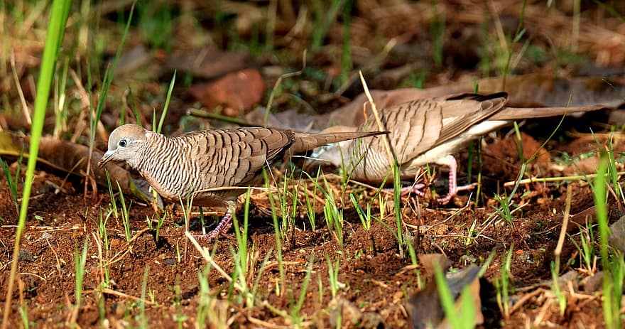 Zebra Doves, Birds, Doves, Foraging, Plumage, Feathers, Beak, Bill, Ornithology, Wildlife, Grass