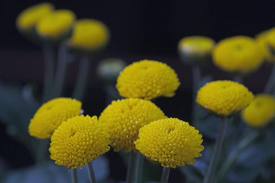 Tansy, Flowers, Yellow Flowers, Petals, Yellow Petals, Bloom, Blossom, Plants, Flora, close-up, plant