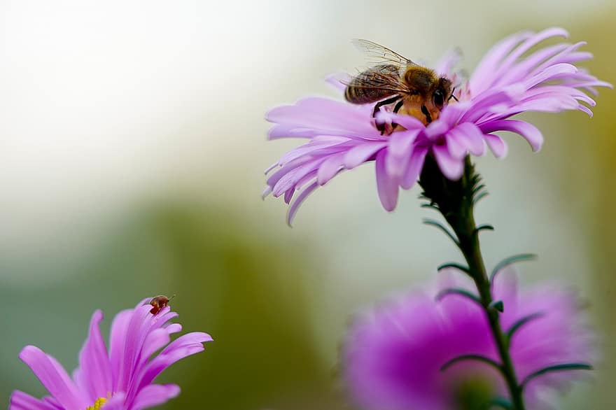бджола, сонечко, квіти, комаха, жук, медоносна бджола, запилення, айстри, фіолетові квіти, пелюстки, цвітіння