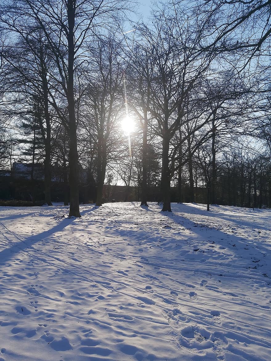 снег, дерево, природа, холодно, зима, шаги