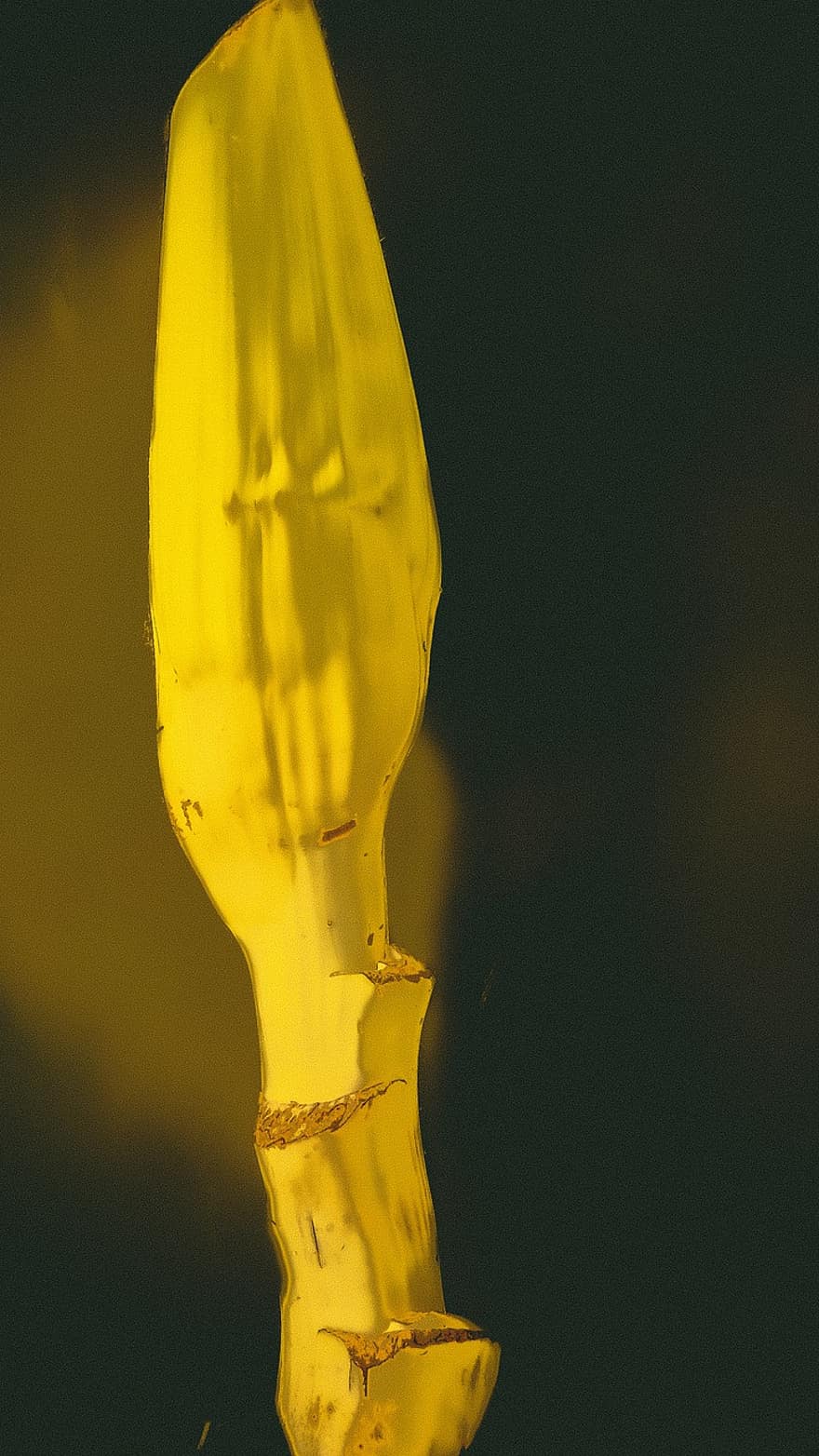 banana, flor de bananeira, amarelo
