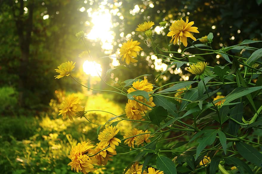 конусни цветя, жълти цветя, разцвет, цвят, флора, природа, растения, цъфтящи растения, цветя, Rudbeckia, слънчева светлина