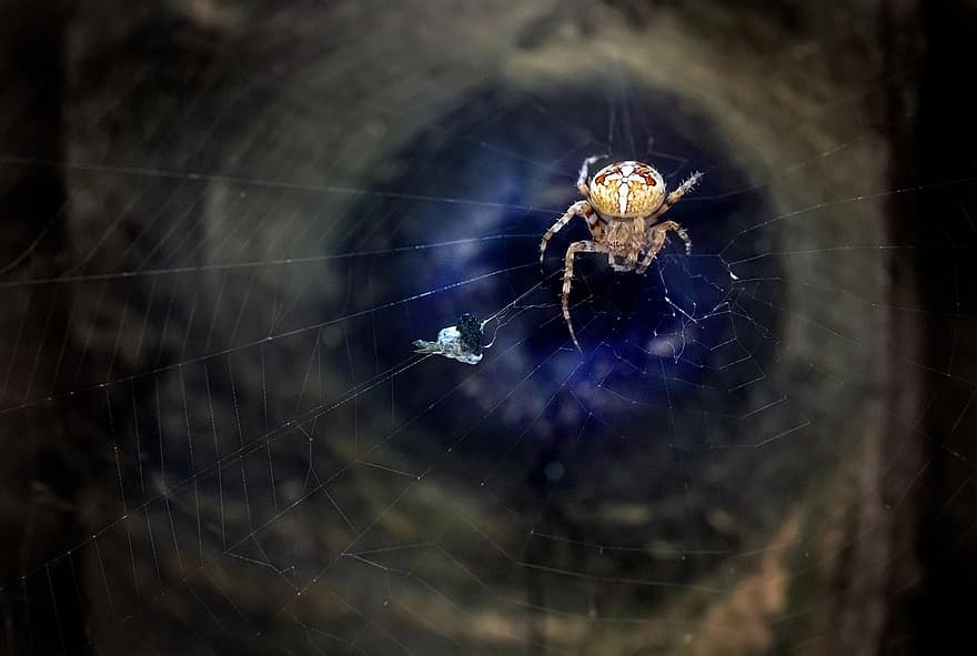 laba-laba, laba-laba taman eropa, laba-laba diadem, laba-laba silang, penenun bola dimahkotai, araneus diadematus, jaring laba-laba, arakhnida, serangga, margasatwa, binatang