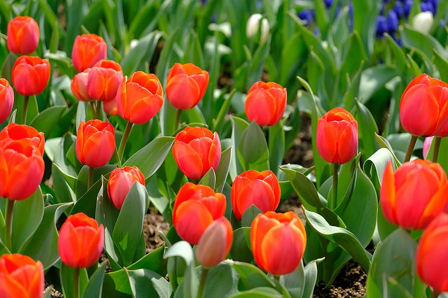 blomster, tulipaner, have, natur, forår, planter, tulipan, blomst, grøn farve, plante, multi farvet