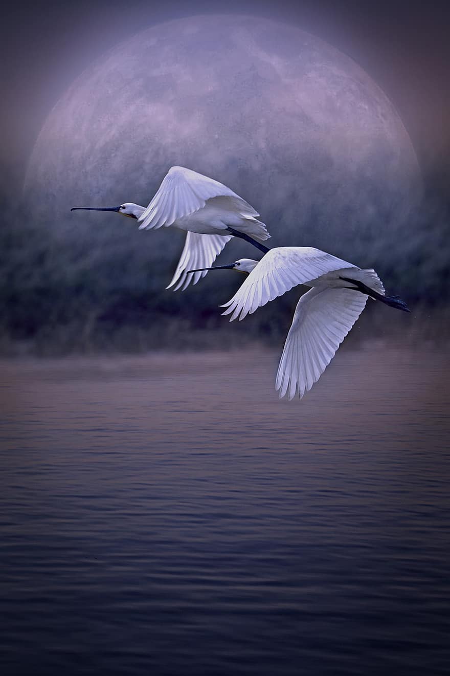 putni, lidojums, pāris, spārni, dom, mīlestība, ezers, mēness, naktī
