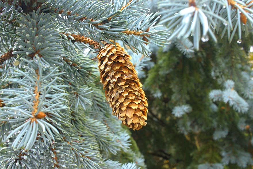 Fall, Pine Needles, Autumn, Pine Tree, Nature, coniferous tree, tree, close-up, branch, forest, season