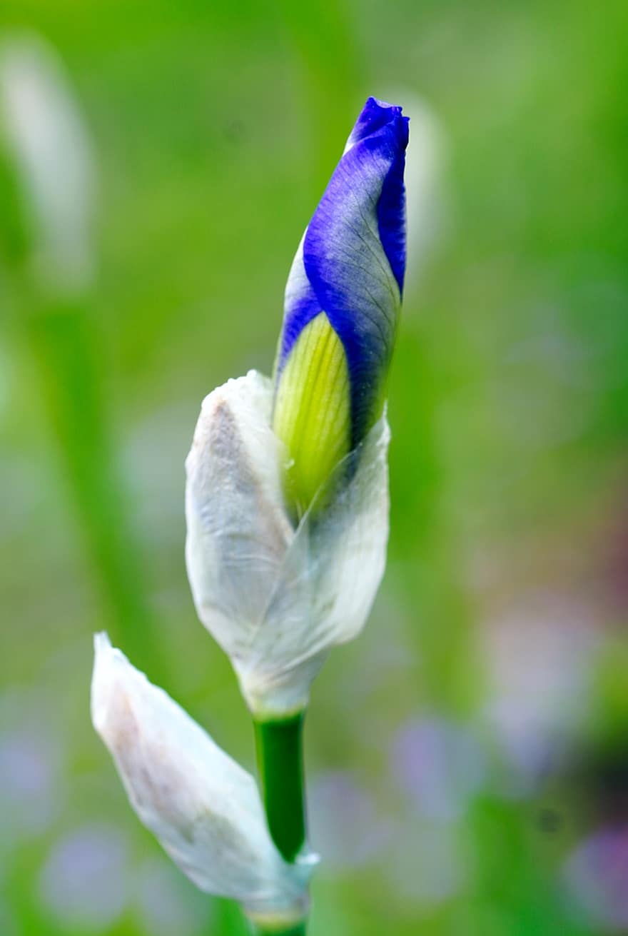 iris, flor, planta, espada lily, flor azul, pétalos, floración, brote, flora, primavera, naturaleza