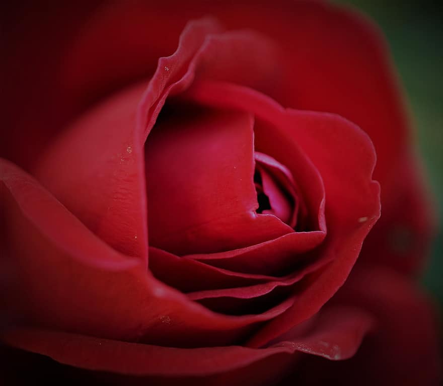 троянда, квітка, Червона роза, пелюстки, червоні пелюстки, цвітіння, флора, природи