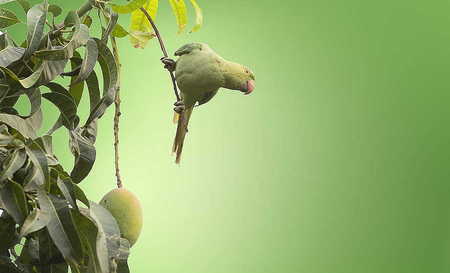 Bird, Rose Ringed Parakeet, Ring-necked Parakeet, Tree, Animal, Avian, Wildlife, Fauna, Mango Tree, Fruit Tree
