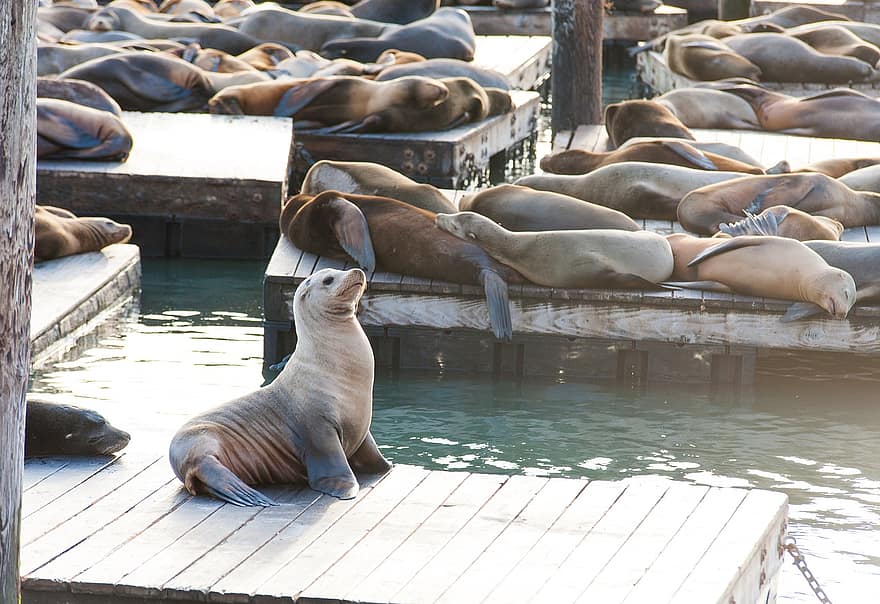 морские львы, морские котики, пирс, док, спать, животные, морские млекопитающие, живая природа, пирс 39, Сан-Франциско