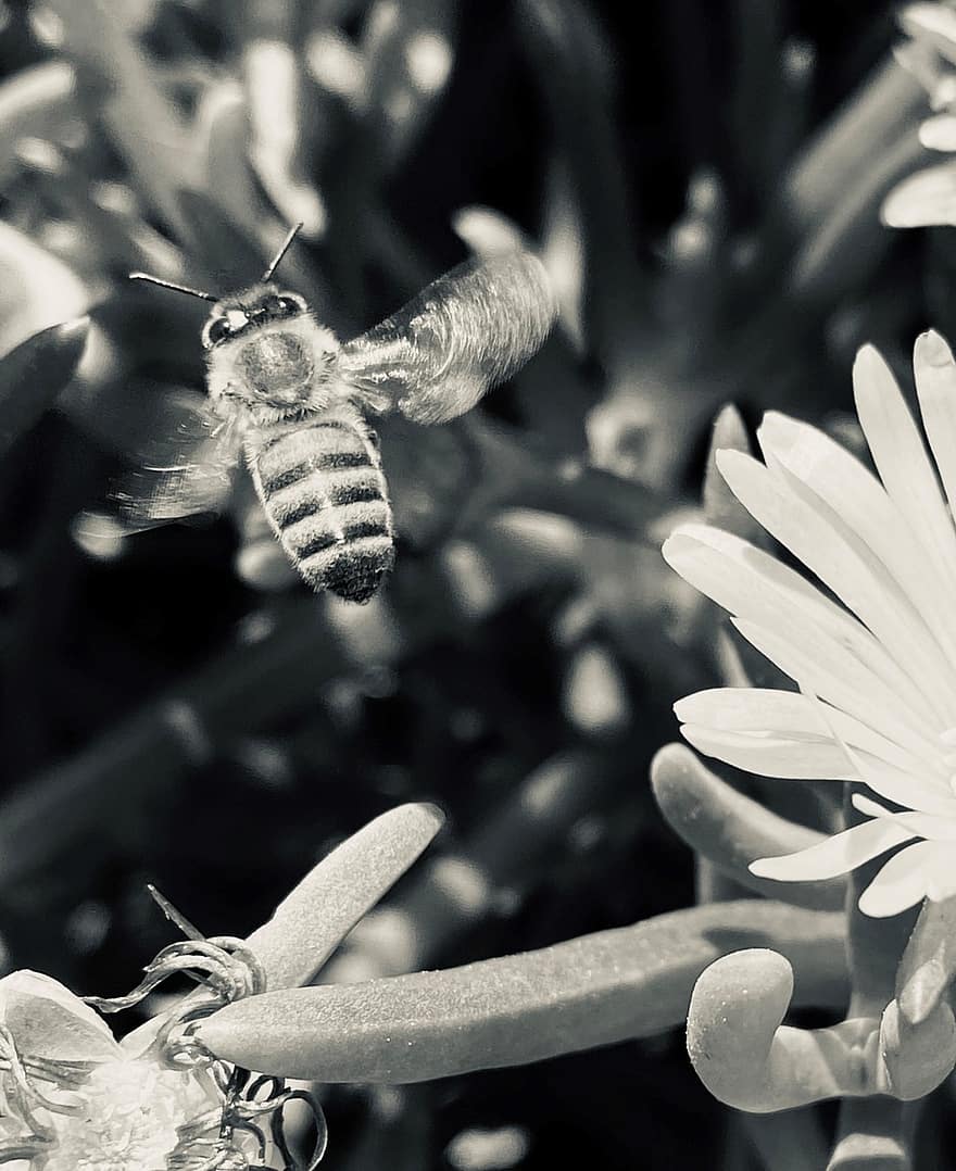 μέλισσα, έντομο, λουλούδια, μαύρο και άσπρο, φύση