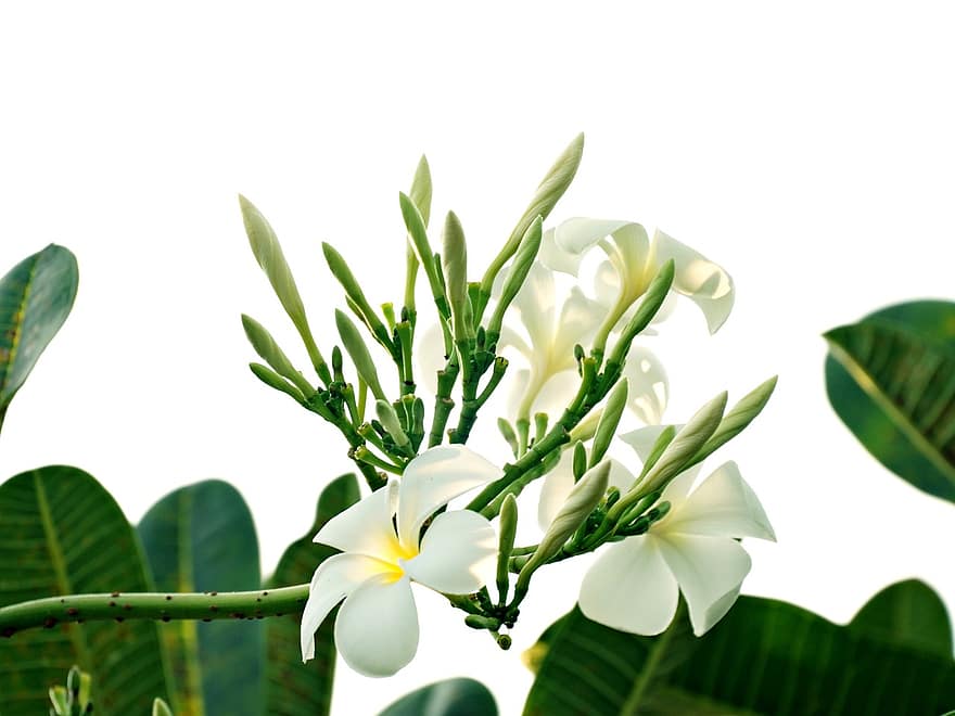 weiße Plumeria, Plumeria, Frangiapani, weiße Blume, Blume, Flora, Garten, Natur, Blatt, Pflanze, grüne Farbe