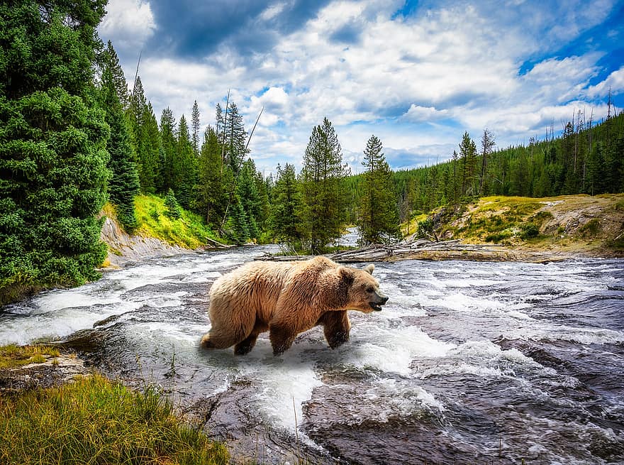 animale, orso, orso grizzly, mammifero, specie, fauna, natura, Montana, rapide, foresta