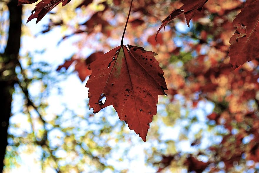 秋、葉、秋の葉、紅葉、秋の季節