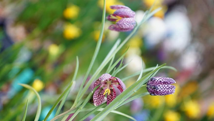 flor, planta, primavera, Speyeria Cabeza de Serpiente, crecimiento, pétalos, floración, botánica, de cerca, verano, púrpura