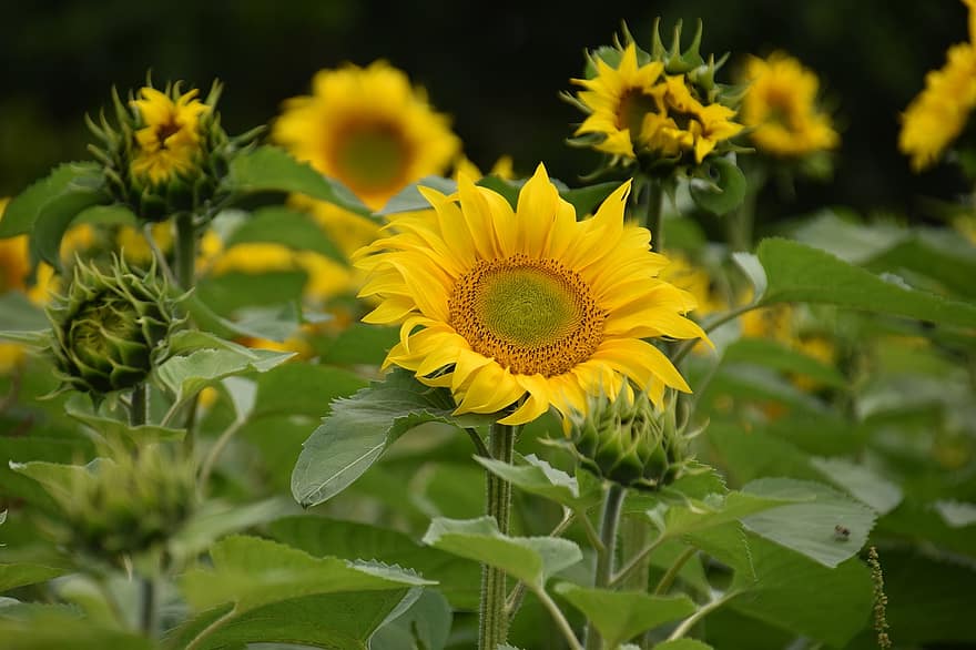 Flowers, Sunflowers, Petals, Plants, Oil, Buds, sunflower, plant, yellow, summer, leaf