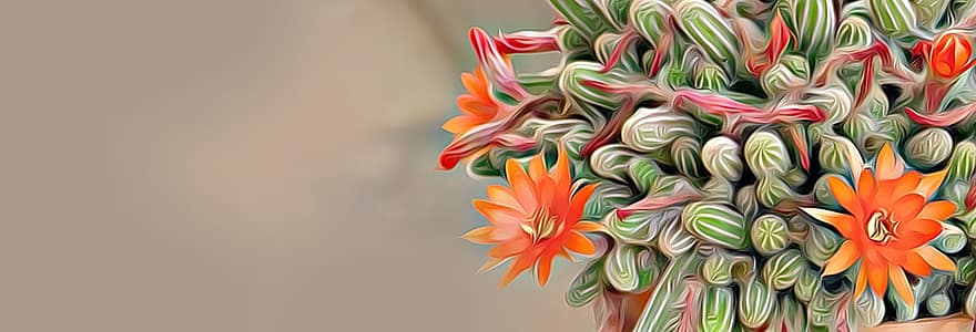 Banner, Digital, Graphics, Plant, Cactus, Mediterranean, Flower