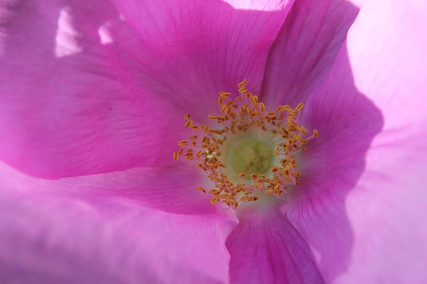 Rosa selvatica, fiore, pistillo, stami, petali, fiore rosa, fioritura, pianta