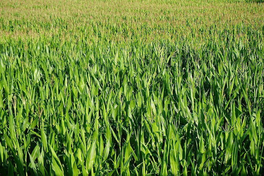 kukuřice, obilné pole, zemědělství, sklizeň, pole, krajina, orný, venkovský, rostliny kukuřice, monokultura, plantáž