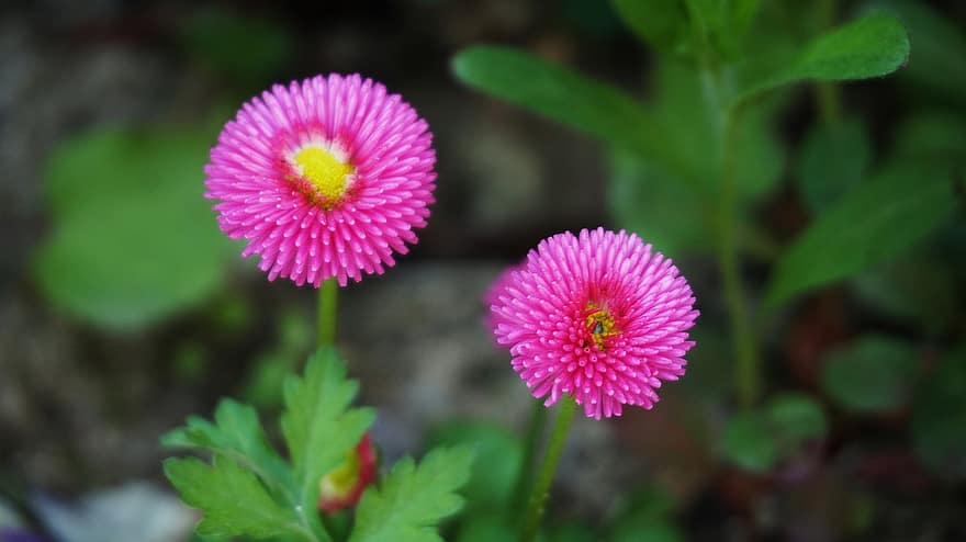 Daisy, Flowers, Plant, Pink Flowers, Bloom, Flora, Nature