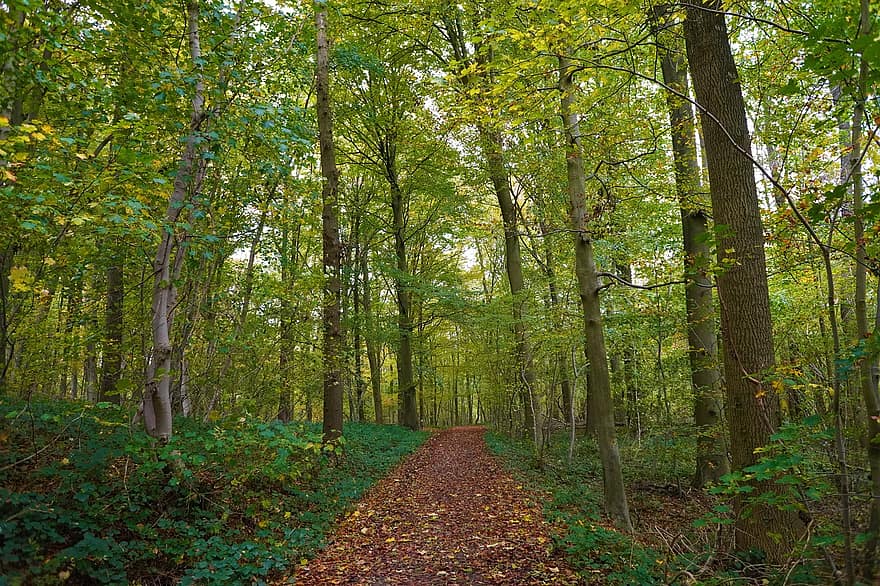 las, Natura, drzewa, listowie, ścieżka, na dworze, drzewo, jesień, liść, zielony kolor, żółty
