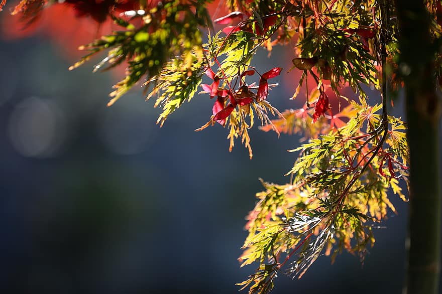 листа, шума, клен, кленов листа, есен, природа, дърво, японски клен, бордо, растение