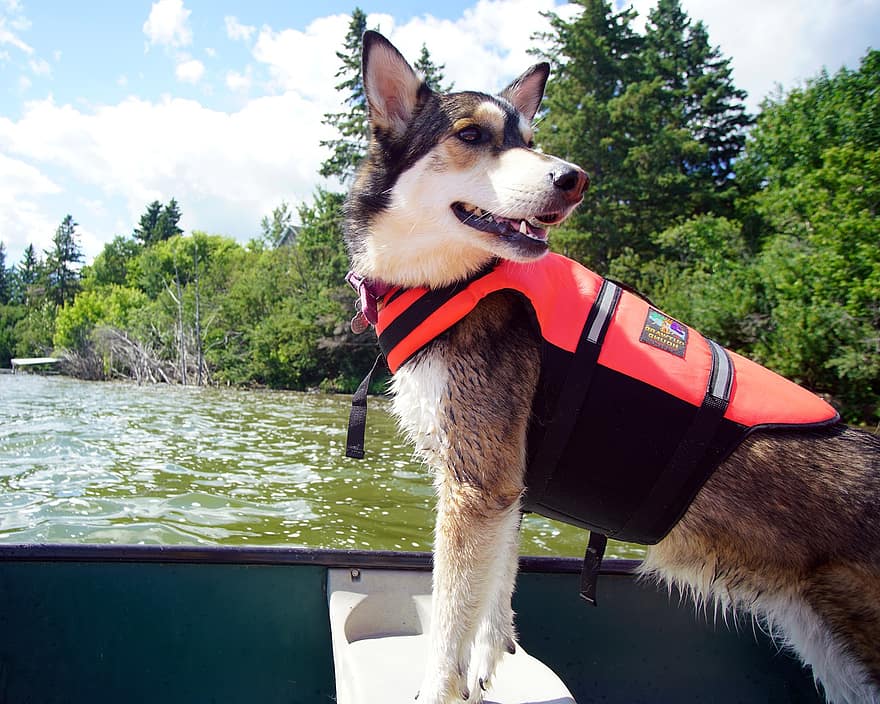 perro, canoa, lago, mascota, nacional, canino, mamífero, animal, raza, perrito