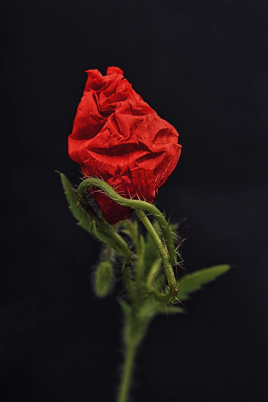 pakilo, raudona, rožės, gėlė, meilė, žydi, augalų, romantiškas, pobūdį, Valentino