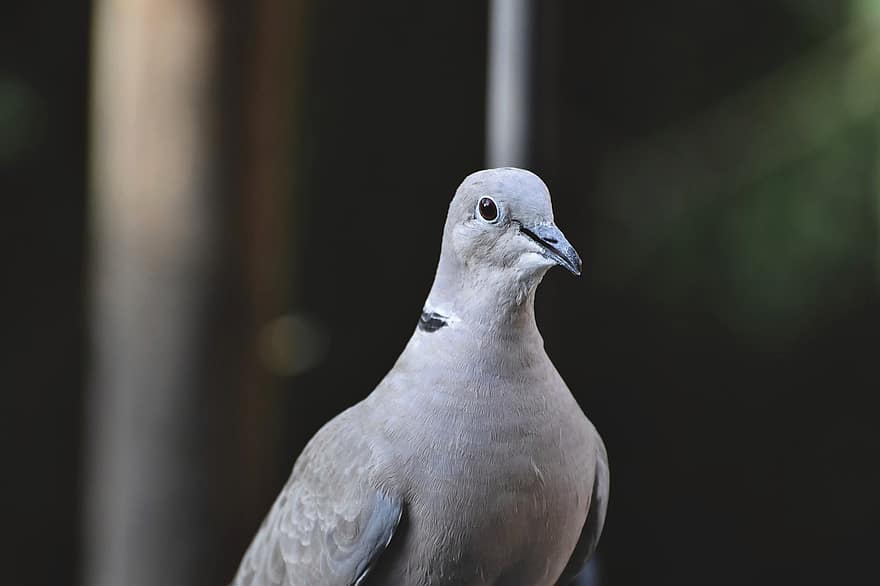 Bird, Dove, Collared, Animal, Foraging, Plumage, Feather