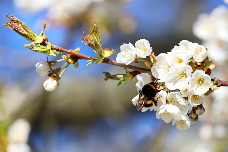 abejorro, Flores blancas, polinización, abeja, las flores, rama floreciente, insecto, naturaleza, primavera, de cerca, flor