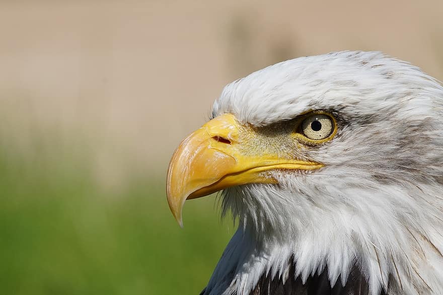 Eagle, Bird, Animal, White-tailed Eagle, Raptor, Bald Eagle, Feathers, Plumage, Beak, Bill, Bird Watching