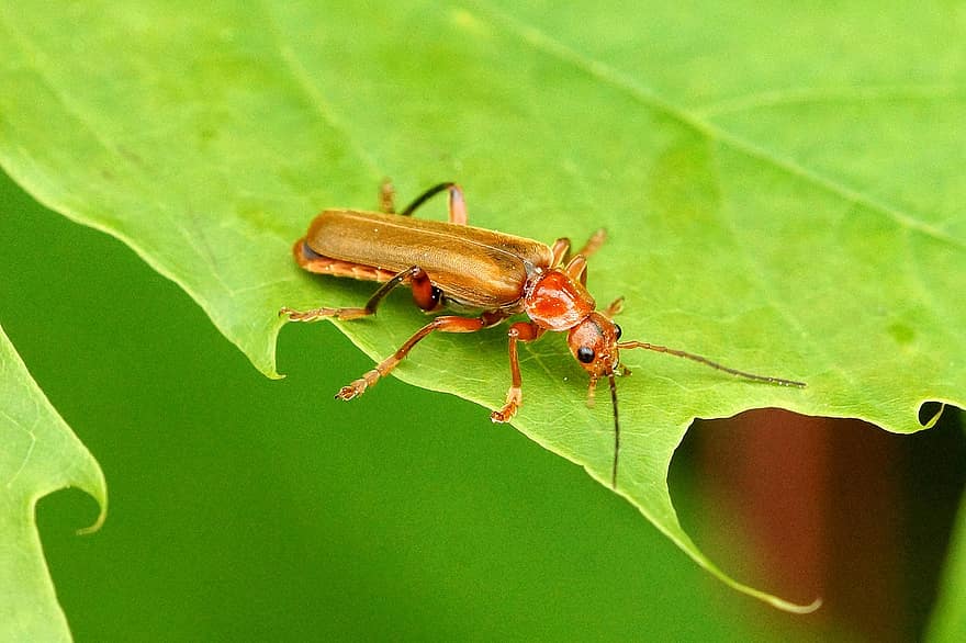 Beetle, Bug, Insect, Leaf Green, Animal