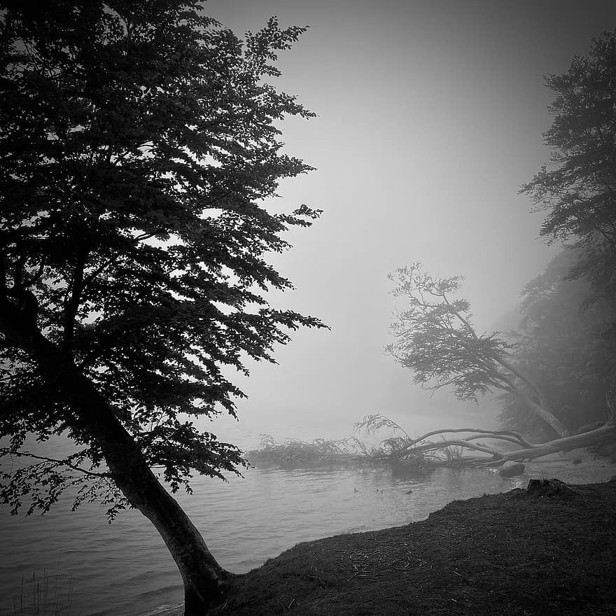tåge, sø, morgendåge, tåget, natur, landskab, skumring, tusmørke